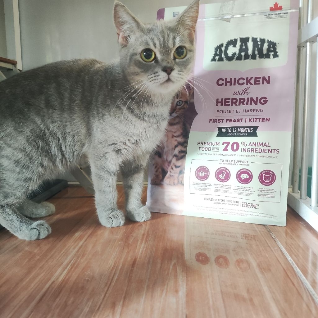Kucing British Shorthair Betina | bukan Kucing Persia | kucing Persia