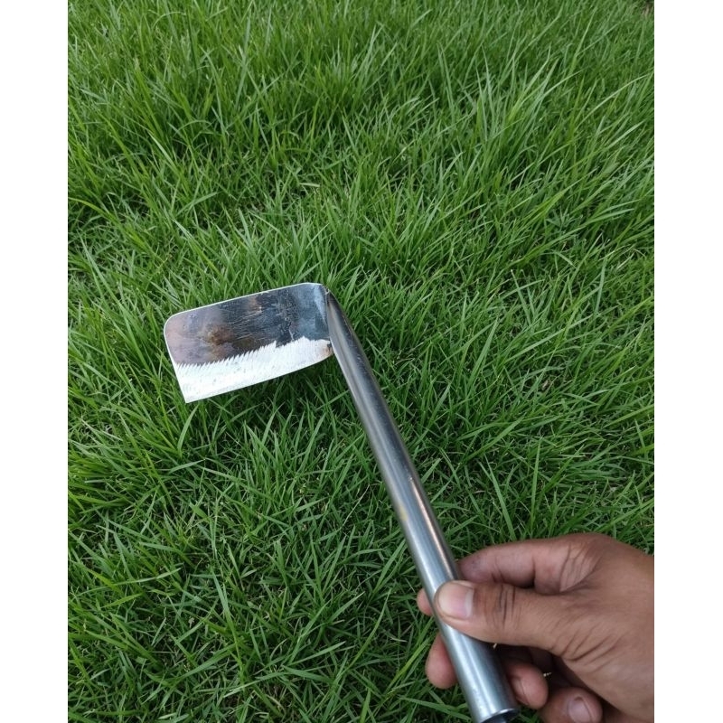 TAJAK RUMPUT RUMAHAN.