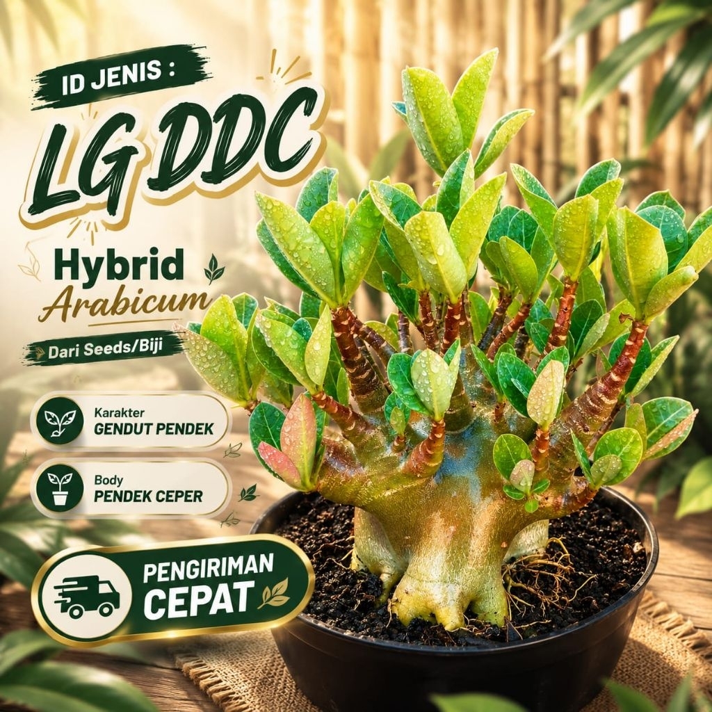 Arabicum Hybrid ID LG DDC | Body Gendut Ceper Incaran Para Kolektor