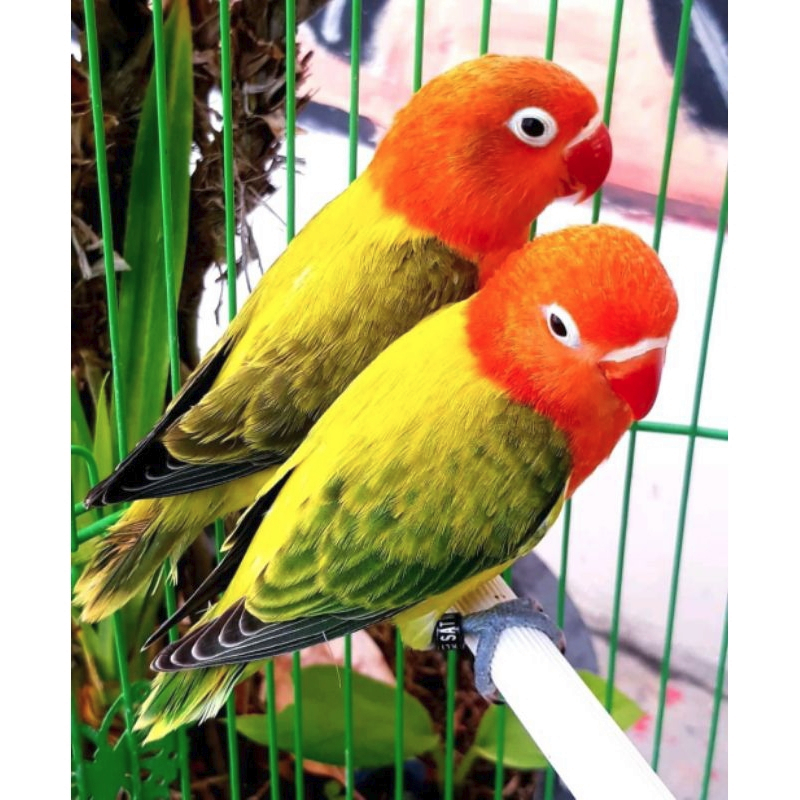 Burung Lovebird Usia Dewasa Siapan Warna Biola Euwing Gold Satuan Sepasang