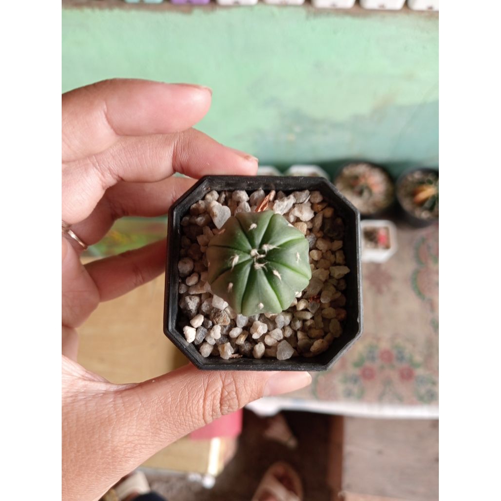 Kaktus Astrophytum