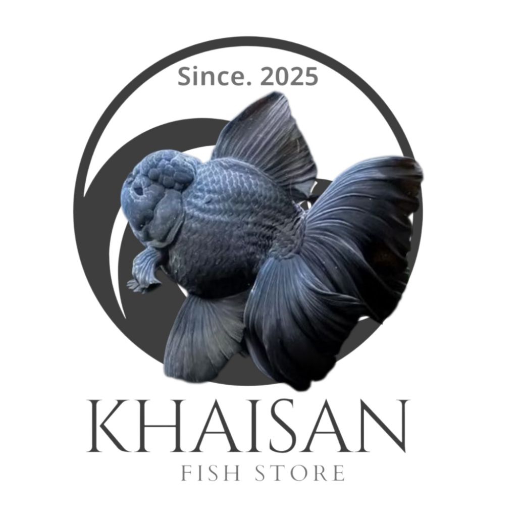 Ikan hias Koki Black Oranda Hitam //  Ikan Hias Aquascape // Hiasan Aquarium Tanaman Air // oranda h