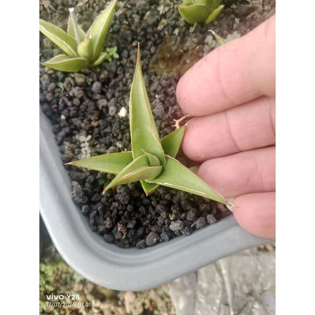 sansevieria milano / tanaman lidah mertua milano