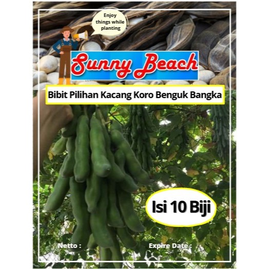 Bibit Pilihan Kacang Koro Benguk Bangka | Biji Benih Kacang Koro Benguk Bangka | Kacang Koro Benguk