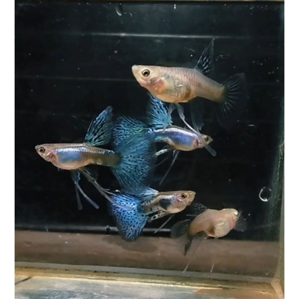 pewangi guppy blue gras ribon ( 1 pasang  )