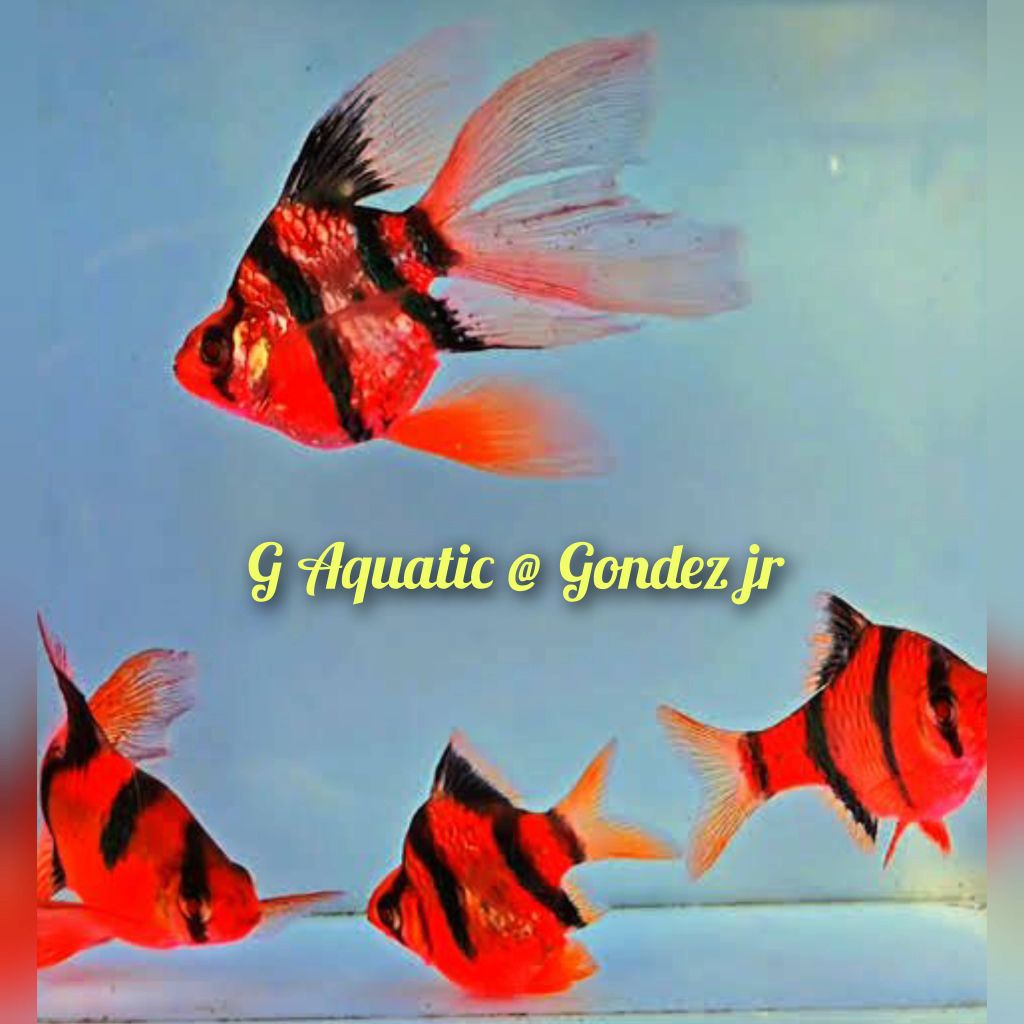 ikan sumatra red Tiger balon slayer size L