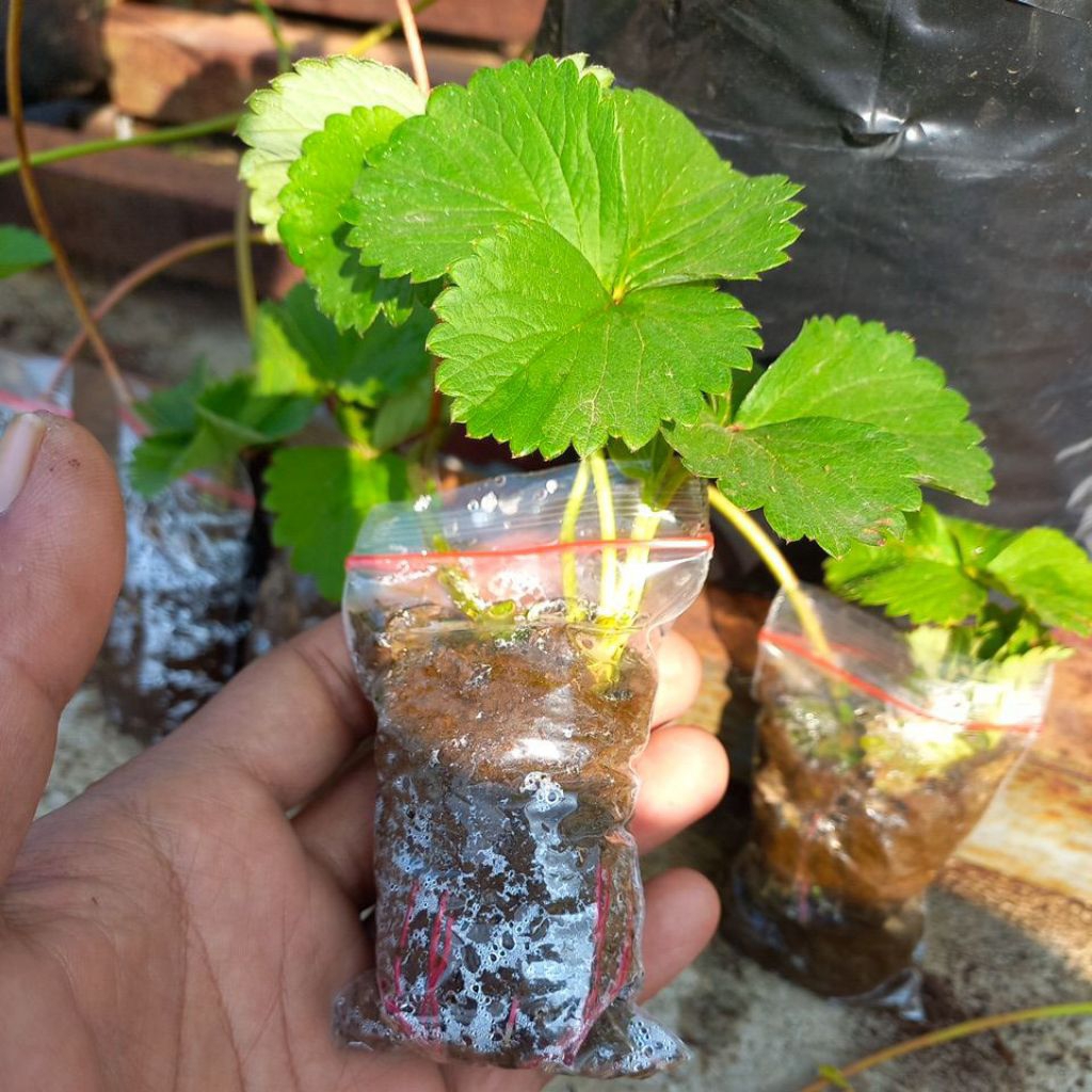 bibit strawberry jumbo