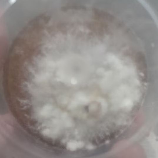 Bibit Jamur Lion's Mane F0 Media PDA