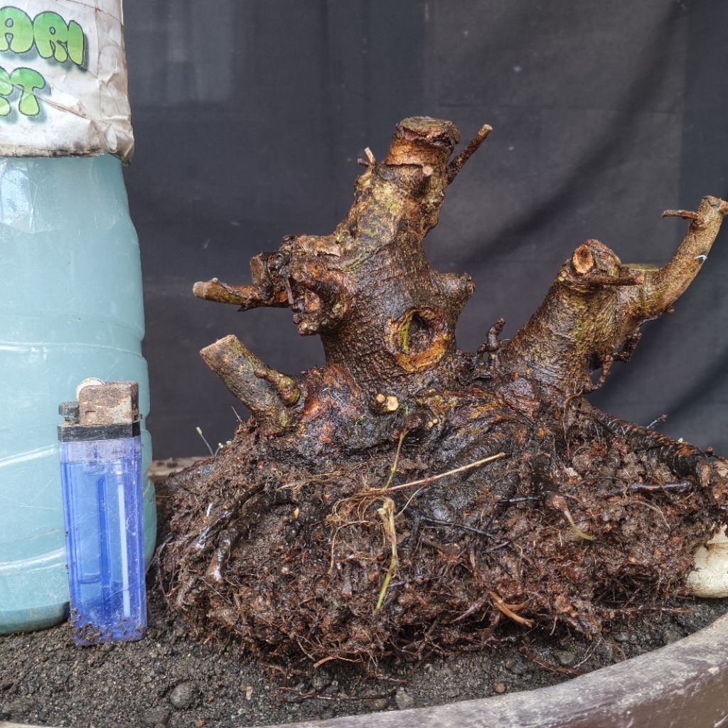 Bahan Bonsai Loa Programan Formal Bogel Akar Muter Batang Twin Small Size Real Pict