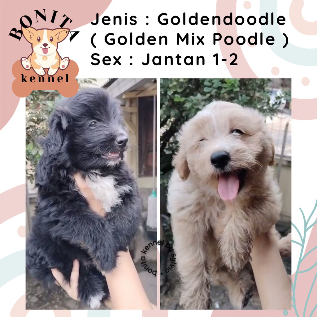 Goldendoodle Golden Retriever Mix Poodle Anjing Golden Poodle Jantan Betina