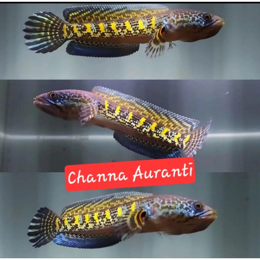 channa auranti 10-12cm  langka bagus