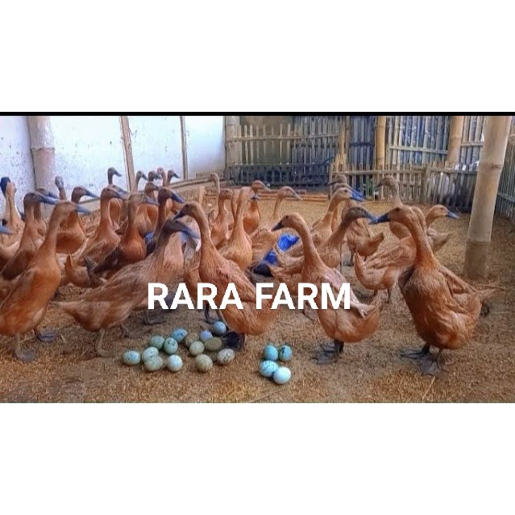 Telur Tetas Bebek Mojosari – Rara Farm