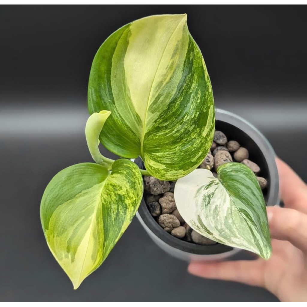scindapsus rubicon varigata ekonomis (1daun)