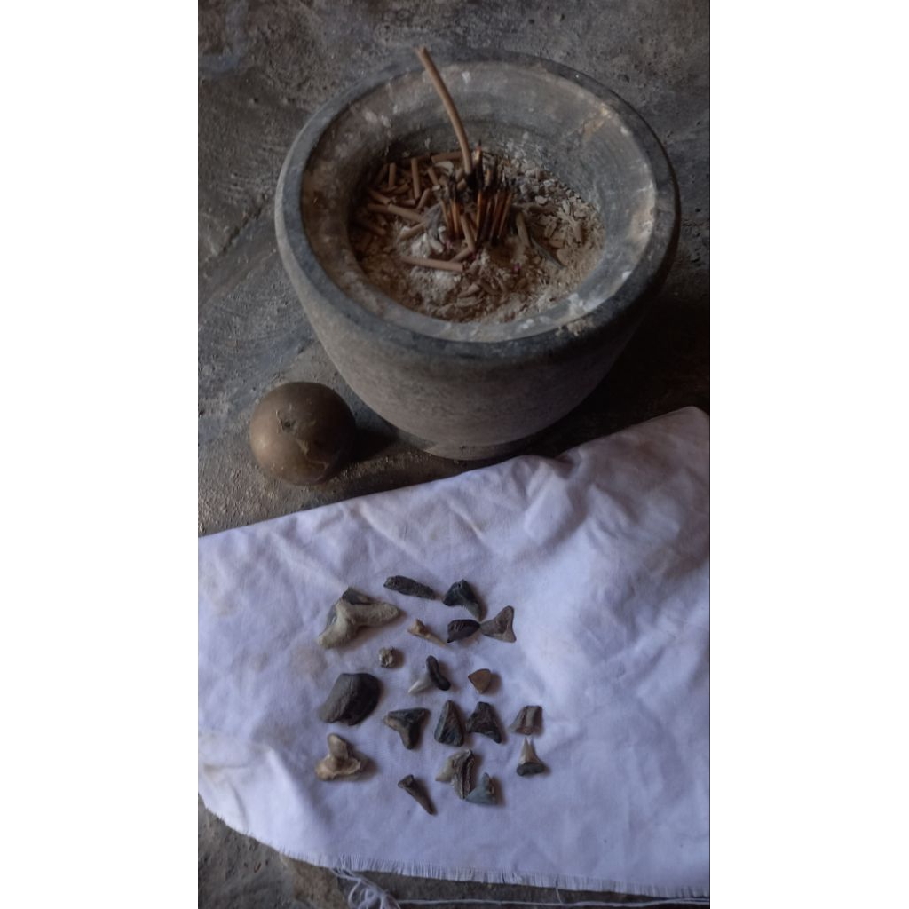 borongan fossil taring hiu purba fossil gigi megalodon asli alami