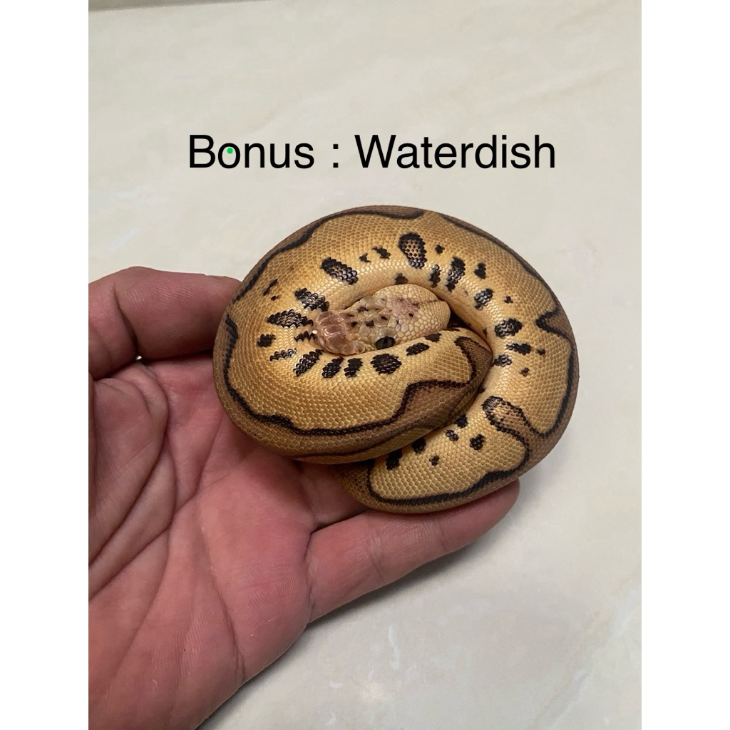 Ball python super pastel leopard clown