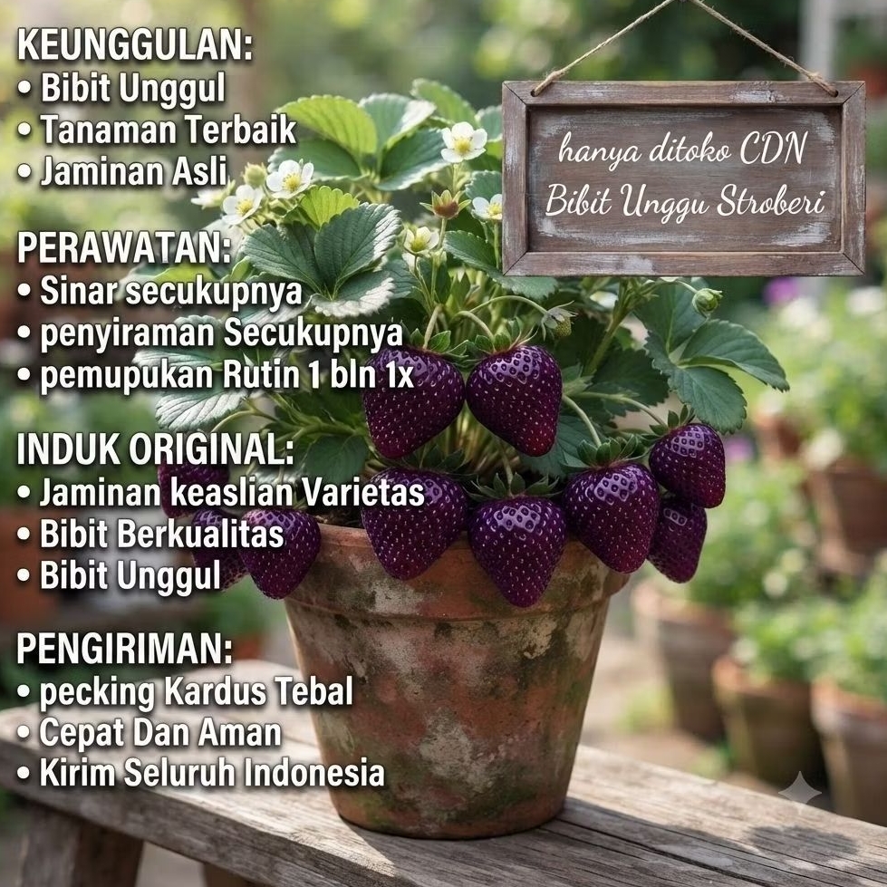 Bibit Tanaman Strawberry Ungu Premium Siap Tanam Cepat Berbuah