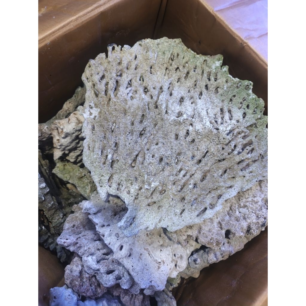 deadrock/batu skeping