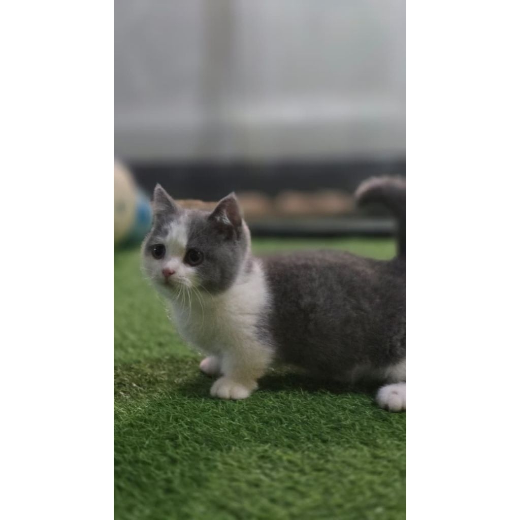 BSH munchkin