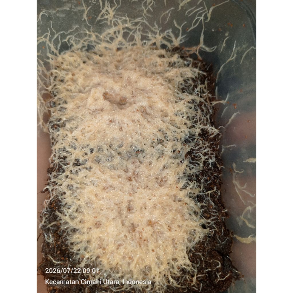 Grindal worm ukuran 300ml (Free tutor sampe bisa)