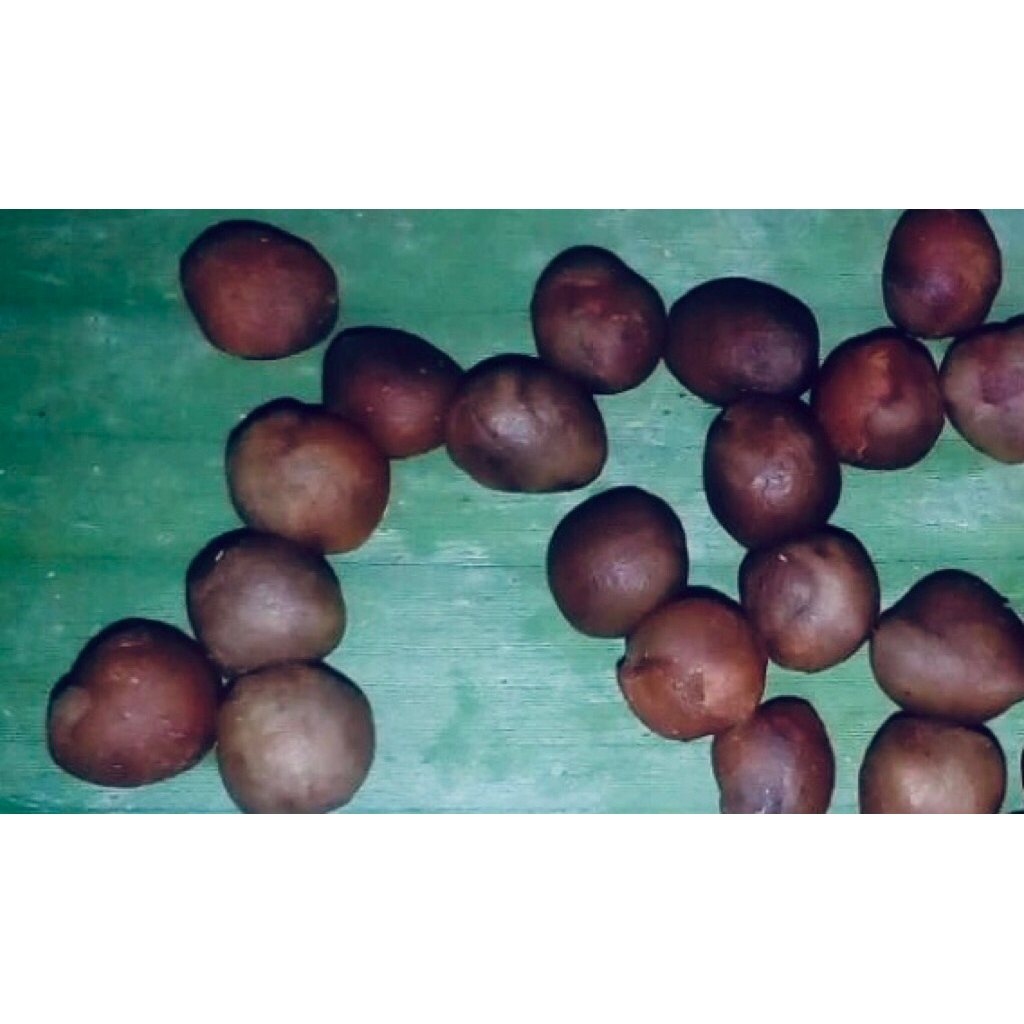 inggu / getah inggu murni