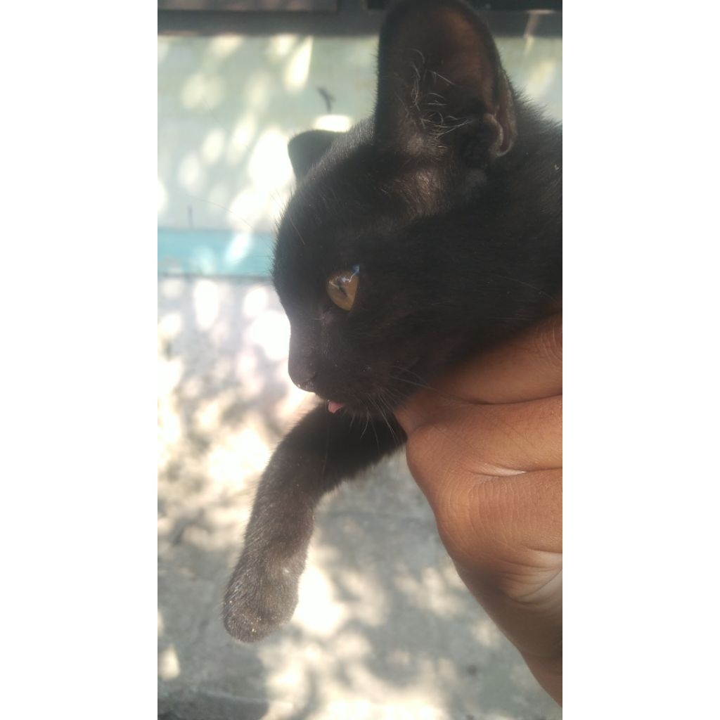 KUCING IRENG (HANYA BELI GAMBAR)