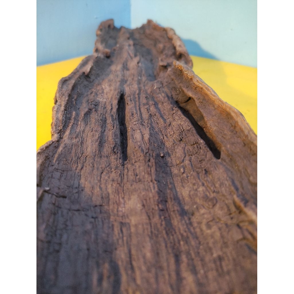 Kayu Santigi gunung