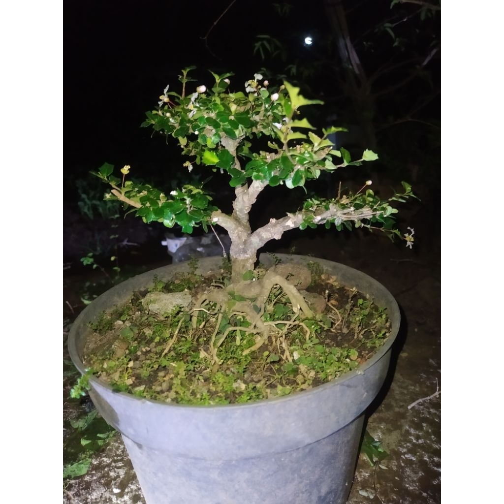 bonsai mirten daun duri