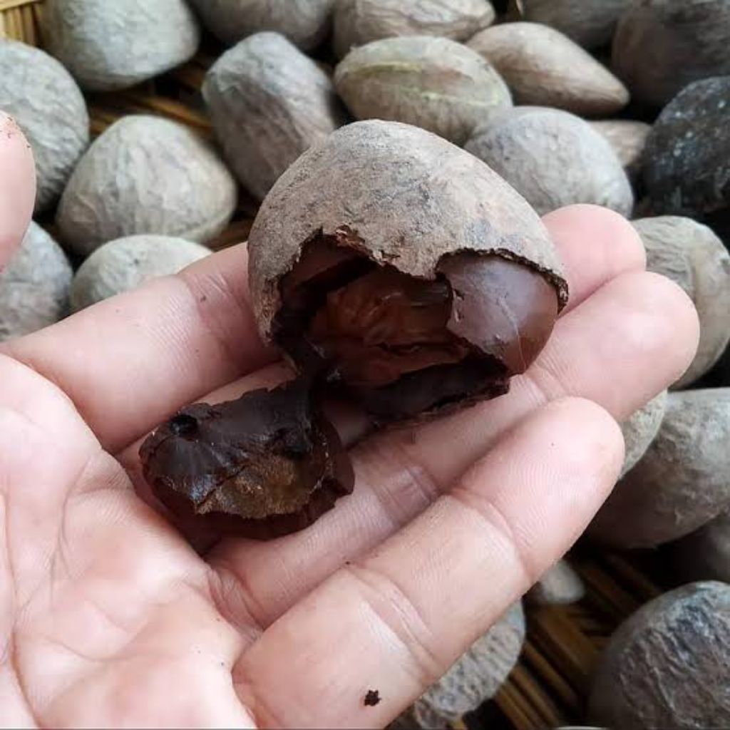 Kluwak Keluwak Kluwek 1kg 500 gram Untuk Bumbu Rawon & masakan Tradisional Murah Kualitas Premium