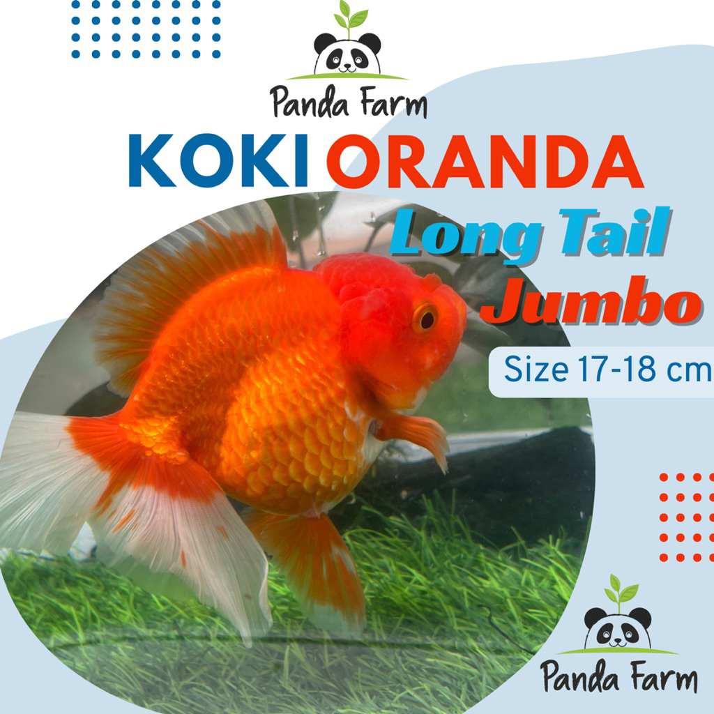 Ikan Koki Oranda LongTail Jumbo size 16-17 cm ikan hias Mas Koki
