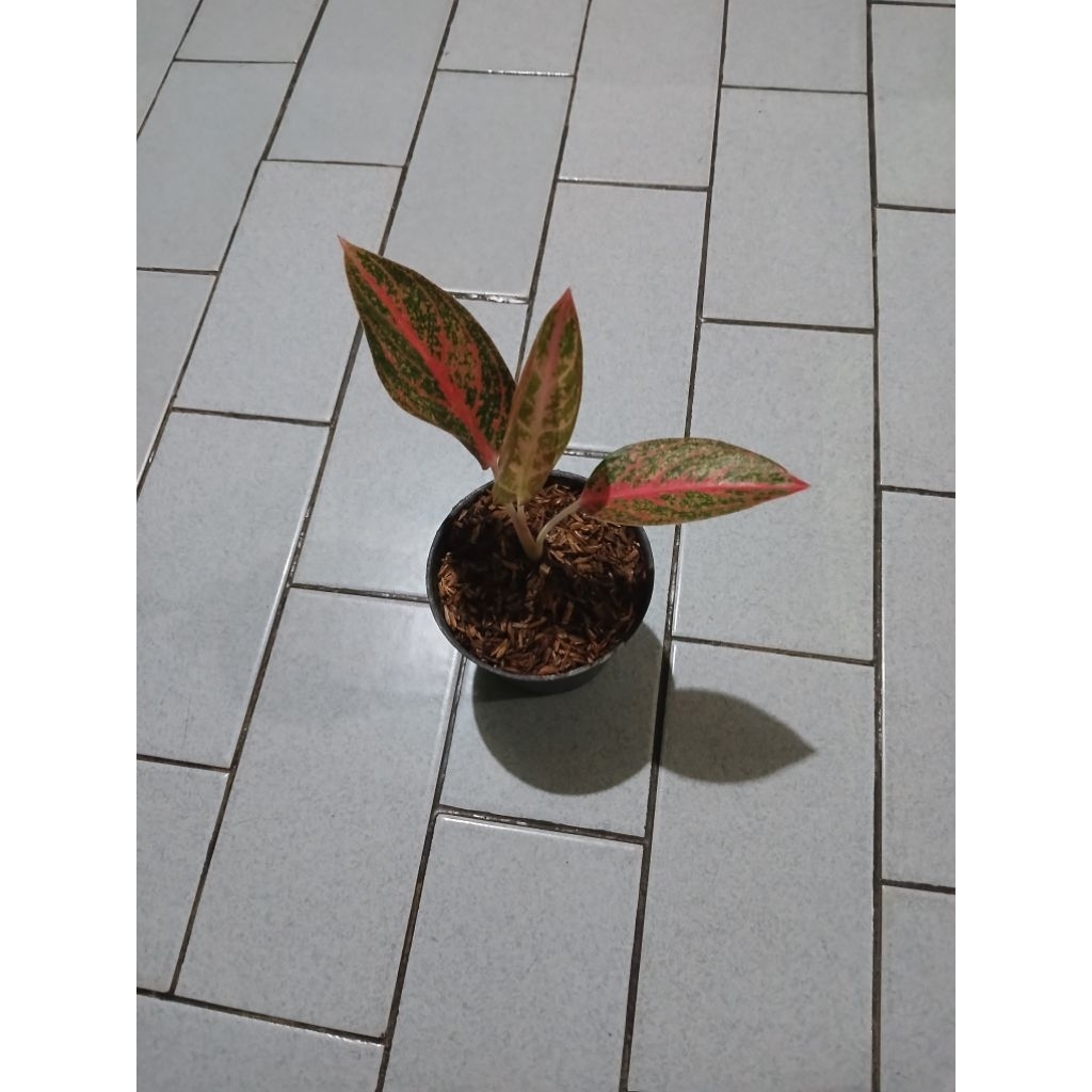 Aglaonema anakan Kendedes