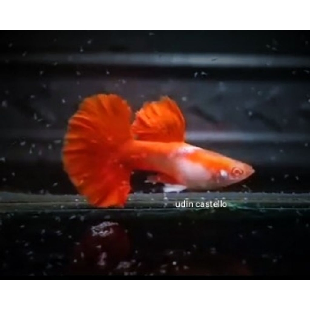sticker Guppy albino Hb red rose