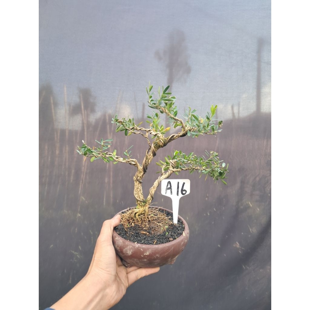 Real Pict Bonsai Boxus / Bonsai Boksus
