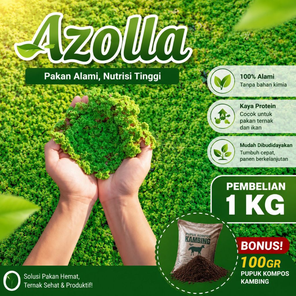 Azolla pakan alternatif | Bibit Azolla super