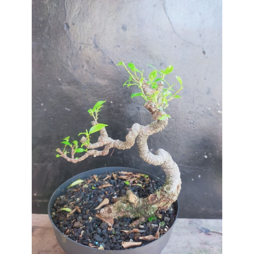 bonsai mame kimeng