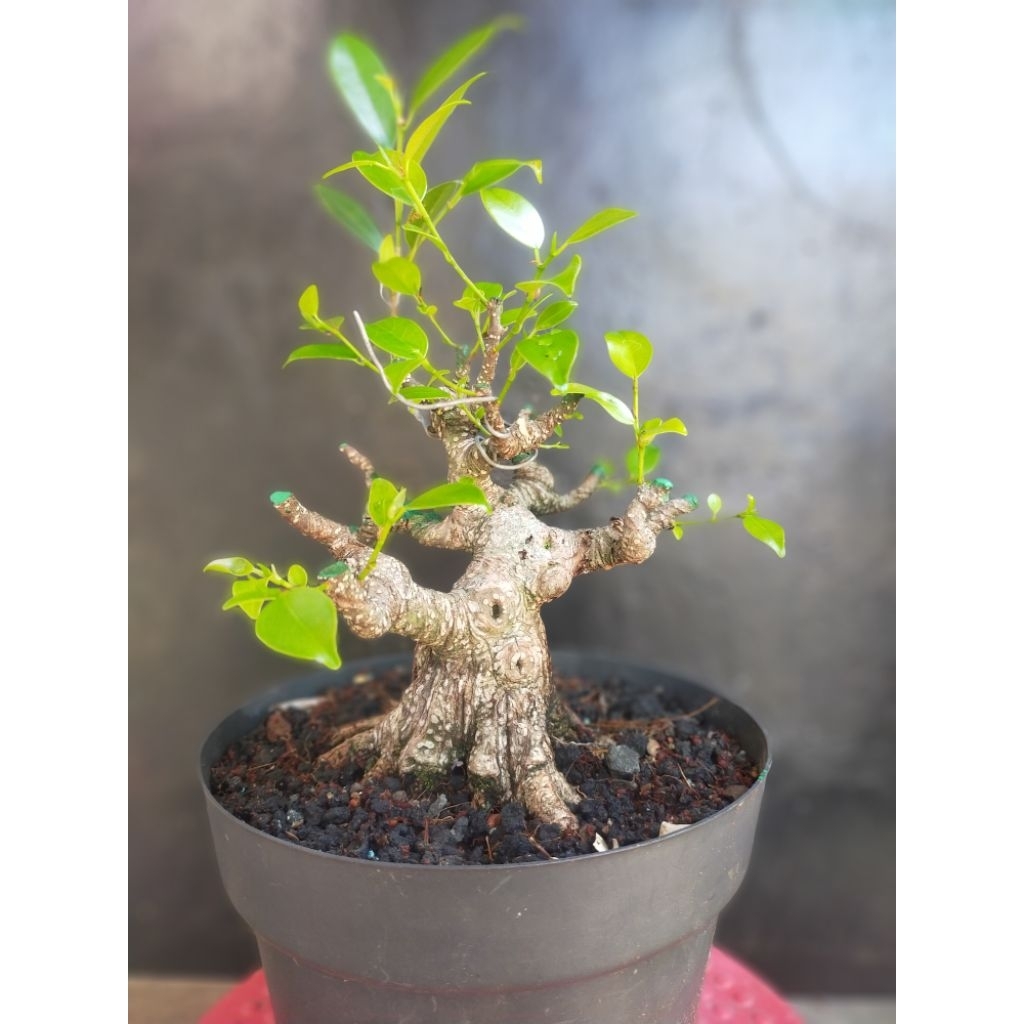 program bonsai mini Kimeng