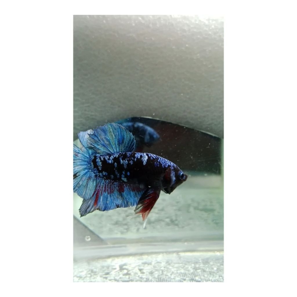 ikan cupang avatar