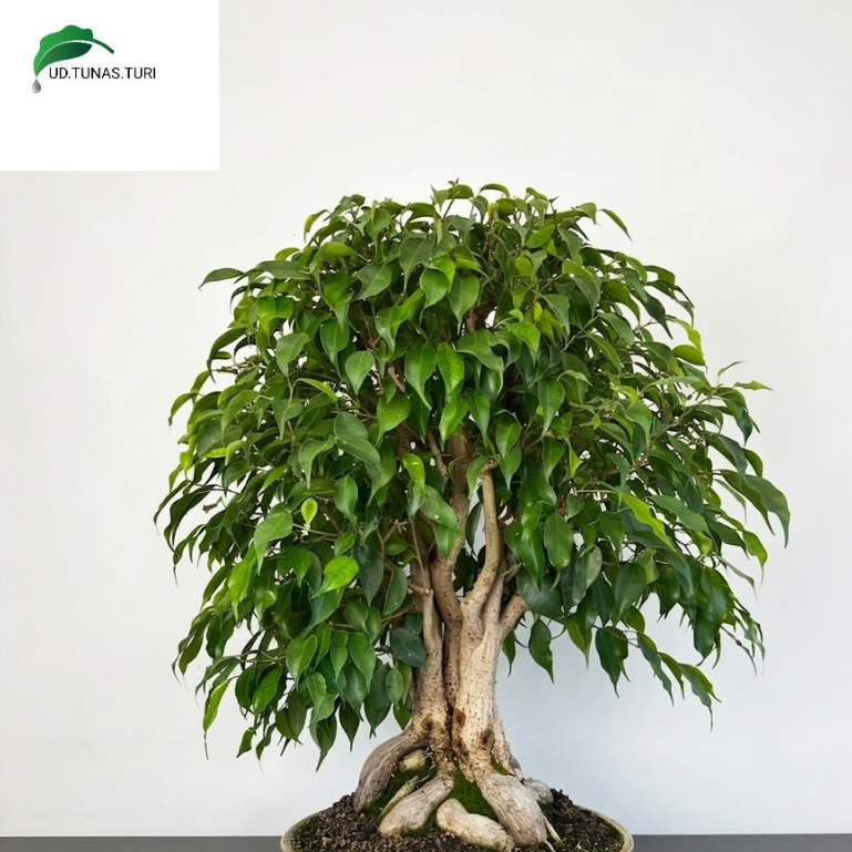 Tanaman Beringin_Bahan Bonsai Beringin Siap Bentuk Akar Unik Batang Besar Tanaman Hias Premium