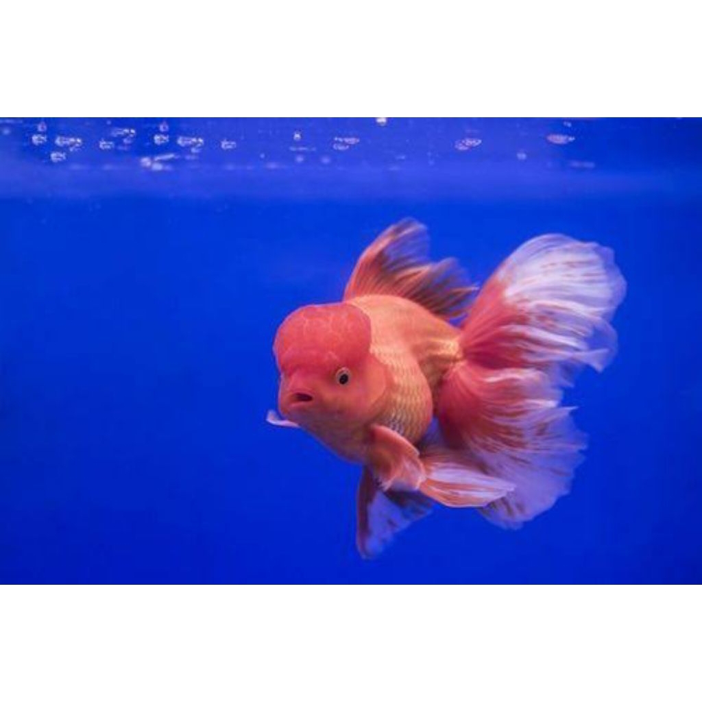 maskoki oranda rosetail