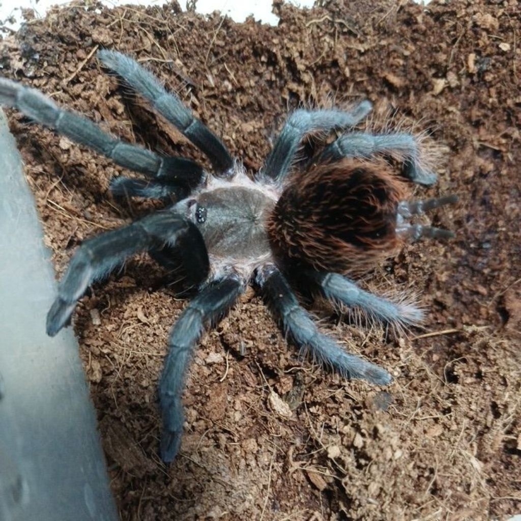 Mainan tarantula Brachypelma Vagans(Female)