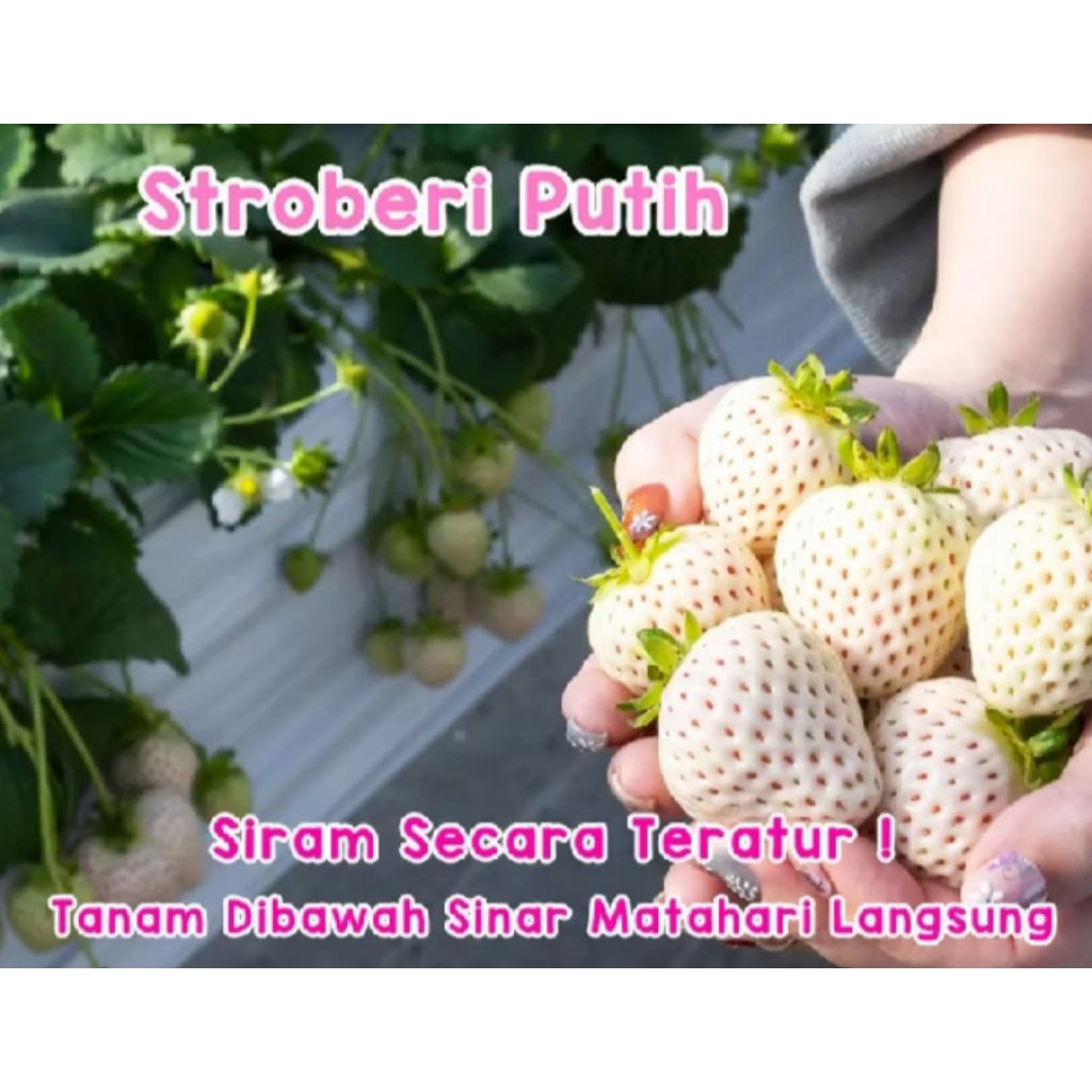 10 biji benih bibit Strawberry korea/king Strawberry jumbo