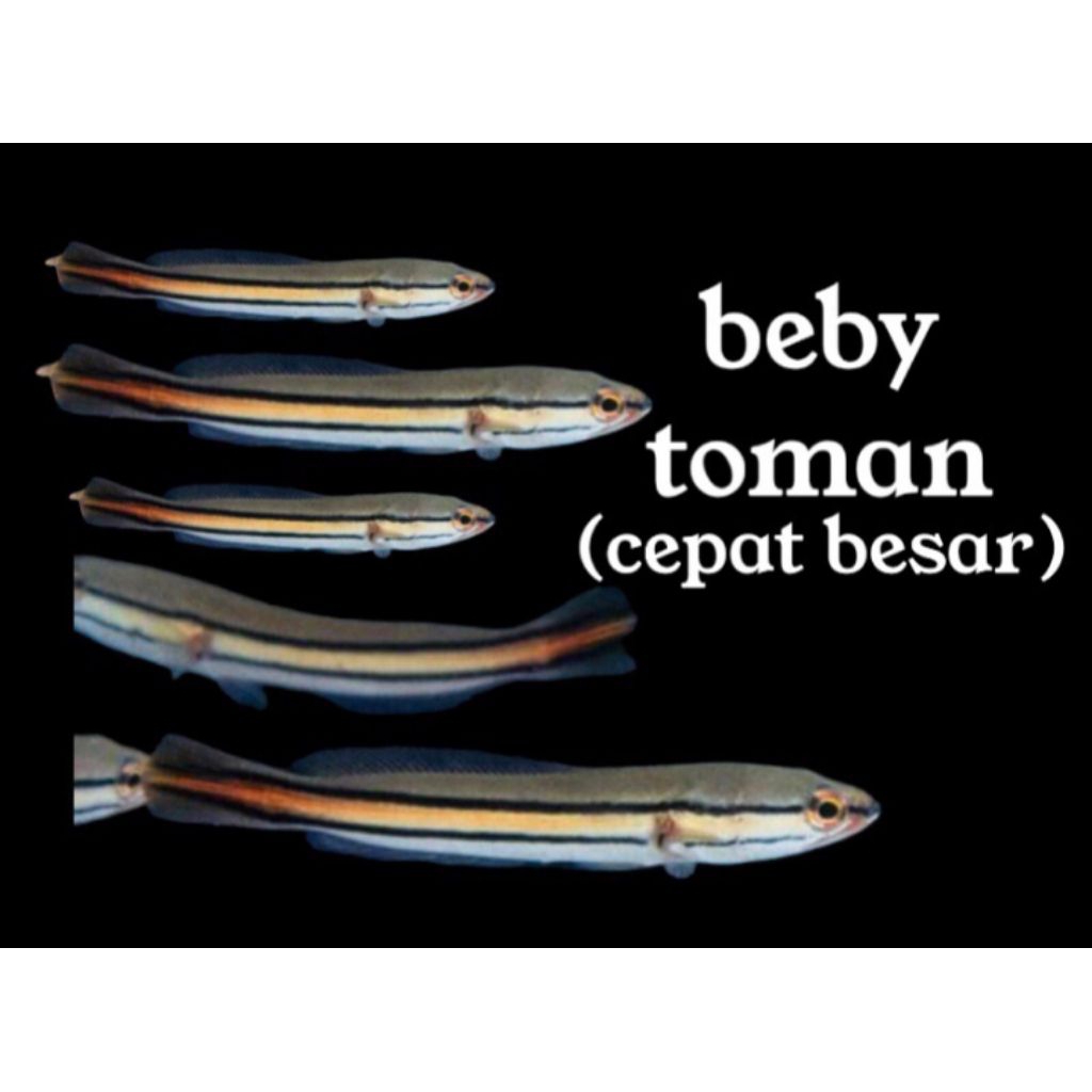 Ikan toman ukuran besar 7/10cm
