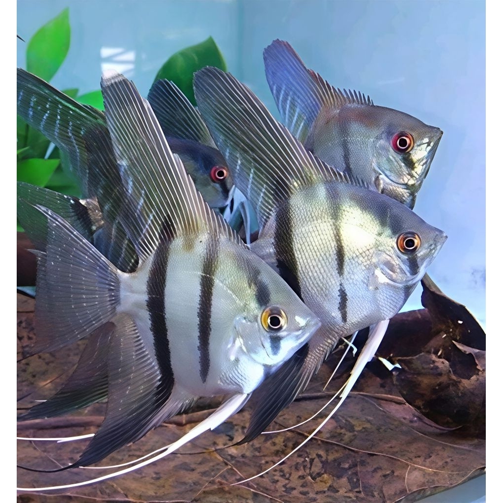 TERLARIS Ikan manfish Altum, ikan hias air tawar aquarium Aquapace