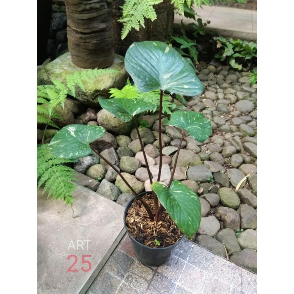 Homalomena Rubescens 'Stardust' Variegata Homa Varigata Sesuai Foto