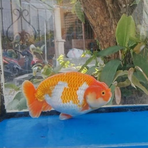 baby Ranchu RW lincah asli tulungagung