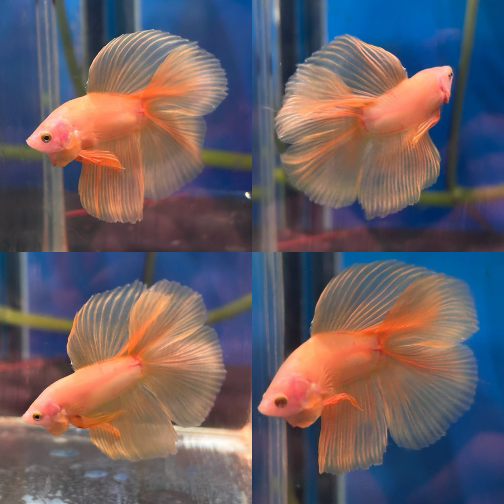 [Chan Aquatic] Ikan Hias Cupang Halfmoon Doubletail Yellow | HMDT Yellow Betta | Size M+