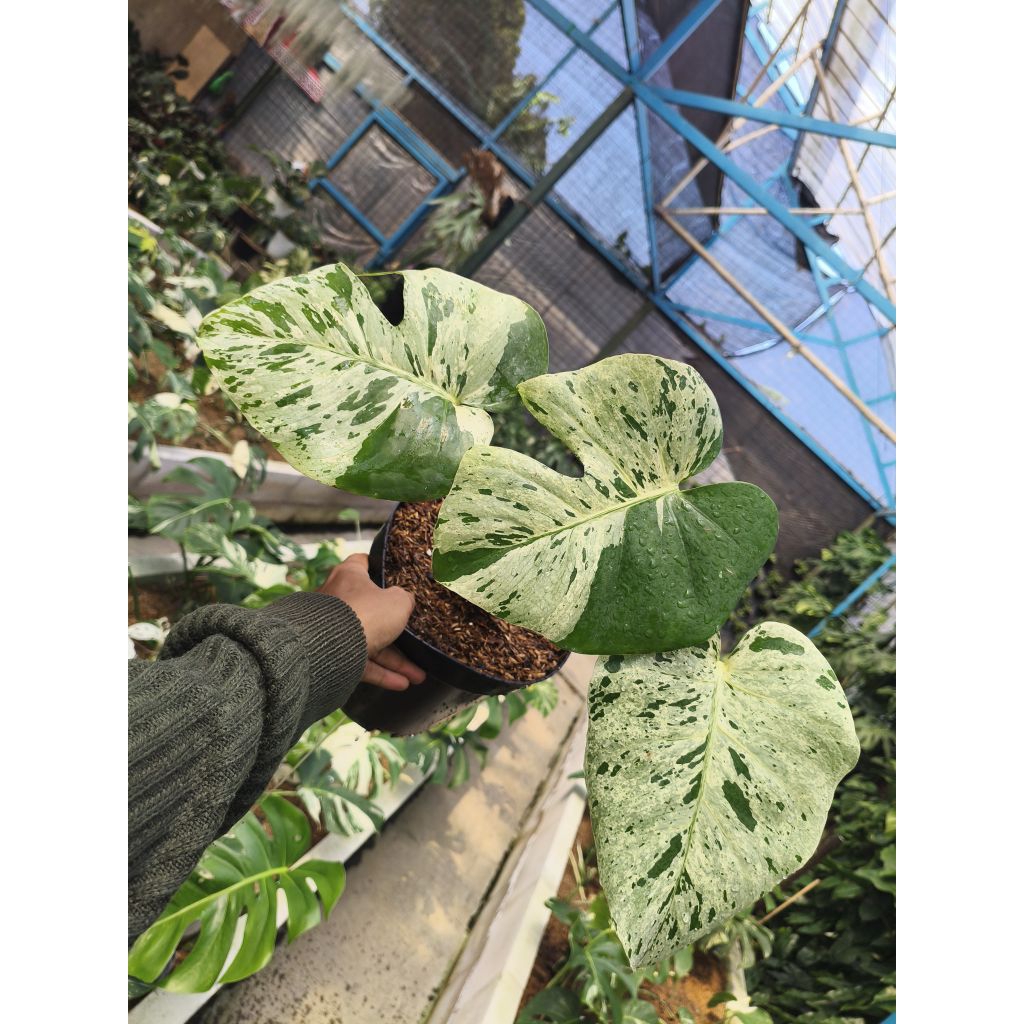 Monstera Bulbasaur