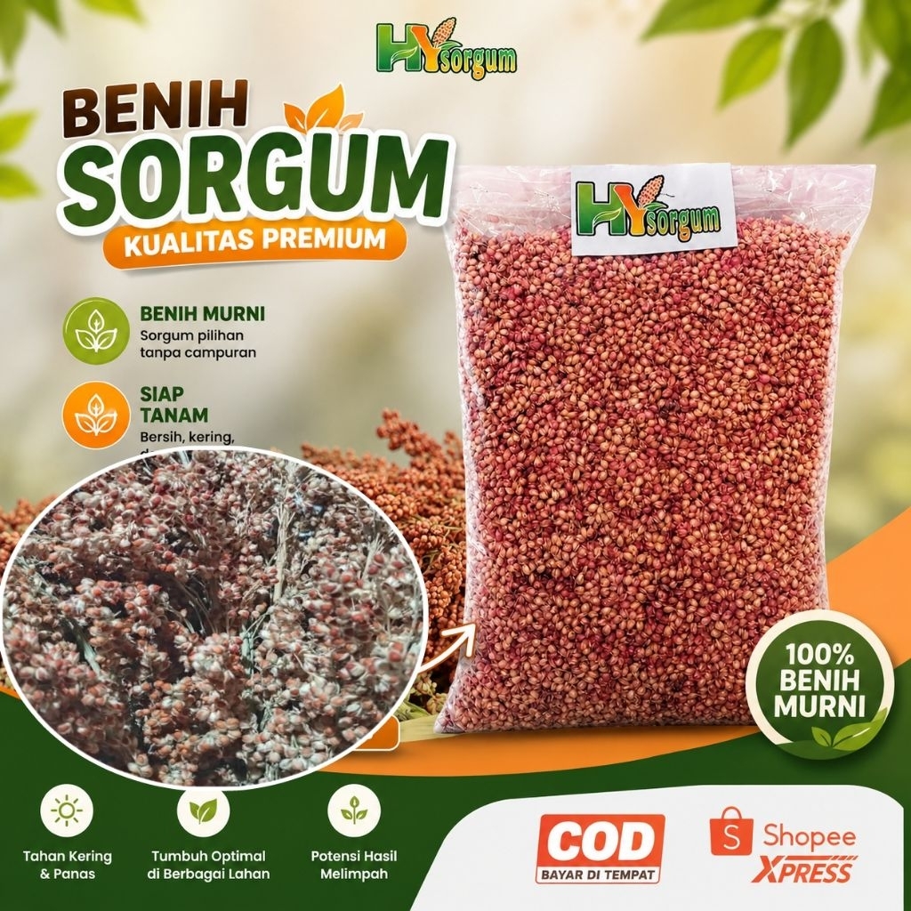Benih Sorgum Merah Suri3 1kg | Ketan sorgum | garansi tumbuh 100%