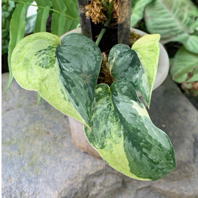 Scindapsus Silver Cloud Yellow Variegata