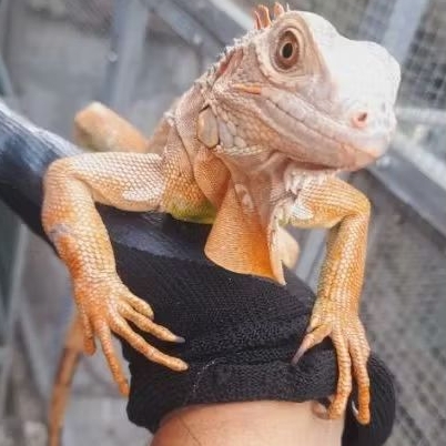 Iguana Red Colombia Het Hypo 100%