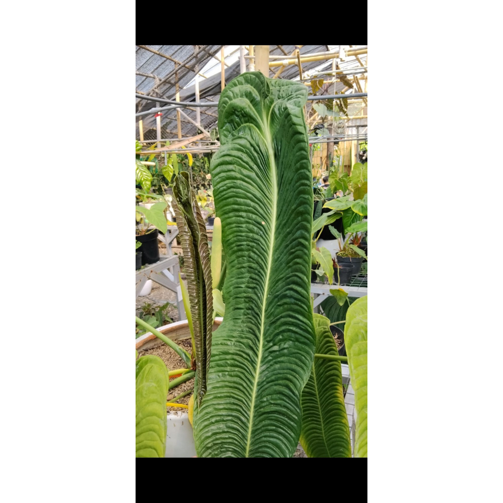 Tanaman Hias Antharium Veitchii Super Narrow Equador / vietchii super narrow equageneura